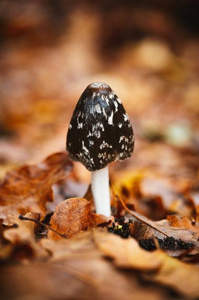 森林中的蘑菇。秋季自然照片。黯淡黑菇图片下载