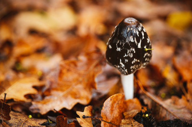 森林里的蘑菇。秋季自然照片。黑伞菌图片下载