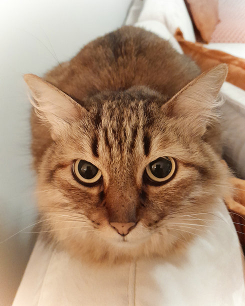 一只虎斑猫的特写镜头，它有着又大又圆的眼睛图片下载