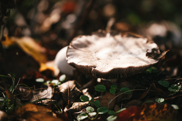 森林中的蘑菇。秋天的自然照片。图片下载