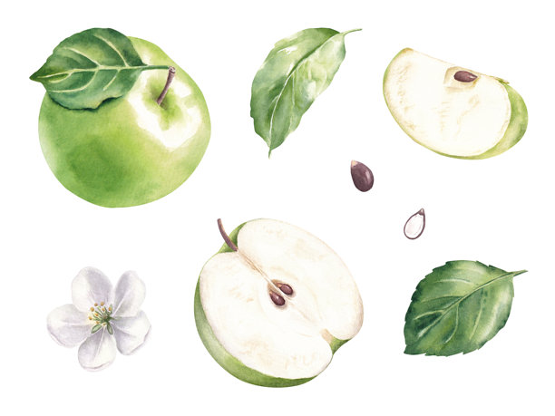 一套包含绿色苹果、叶子、种子和花的插画。水彩手绘插画，孤立在白色背景上。图片下载