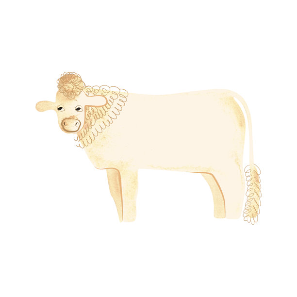 夏洛莱牛是法国的瘤牛品种。公牛。适用于包装、儿童书籍和百科全书的插画角色。复古风格水彩插画，孤立。剪贴画。图片下载