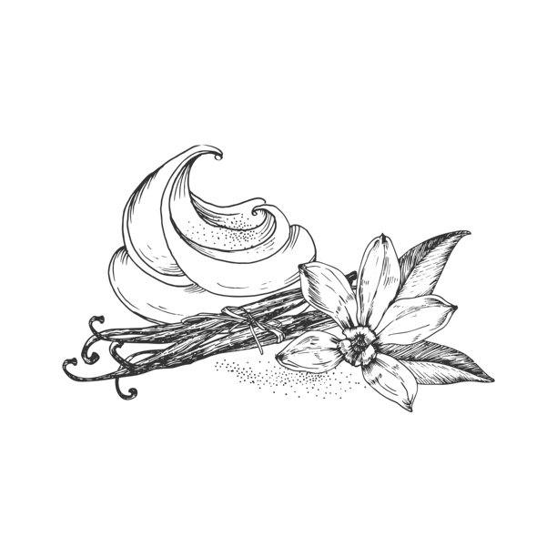 香草手绘矢量插画。黑白花朵、豆荚、叶子和香草奶油，孤立在白色背景上。用于甜点、香料和精油包装的设计元素。图片下载