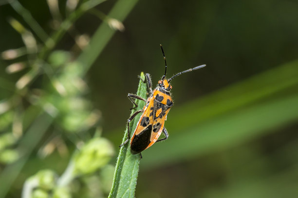 虫子。野生动物。色彩鲜艳的昆虫细节微距照片图片下载