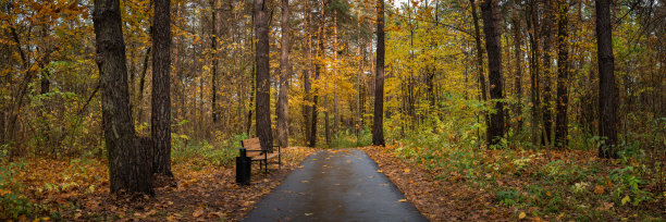 潮湿天气下，公园里五彩斑斓的灌木丛中，一条柏油路和一条长椅，这是一张15x5格式的宽屏全景照片。充满活力的十月色彩。图片下载