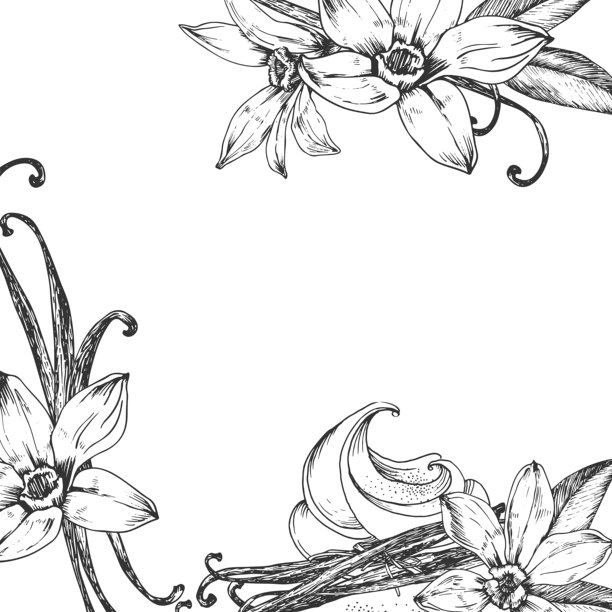 香草手绘矢量插画。黑白花卉边框，豆荚孤立在白色背景上。用于甜点、香料和精油包装的设计元素。图片下载