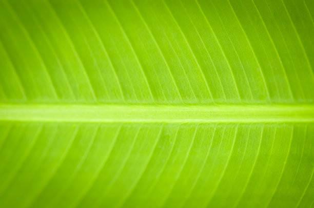 一张宏观照片，突出展示了新鲜香蕉叶的复杂自然纹理和光滑明亮的质感，非常适合用于食品、水疗和环保主题的概念。图片下载