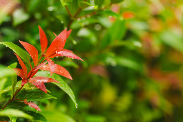 绿色自然背景，一张令人惊叹的高分辨率宏观照片，展示了一片新鲜的绿叶和红叶。图片下载