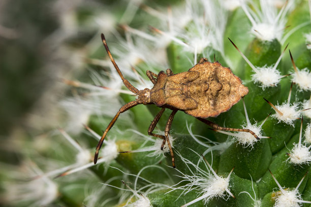 菱形虫，一只色彩鲜艳、细节丰富的昆虫的微距照片图片下载