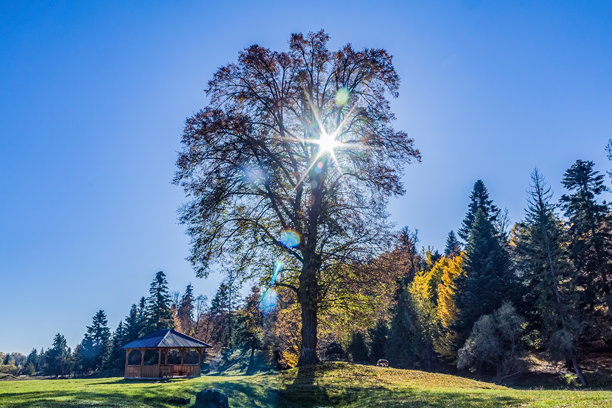 自然风光，森林，喀尔巴阡山，欧洲自然风光照片，东欧图片下载