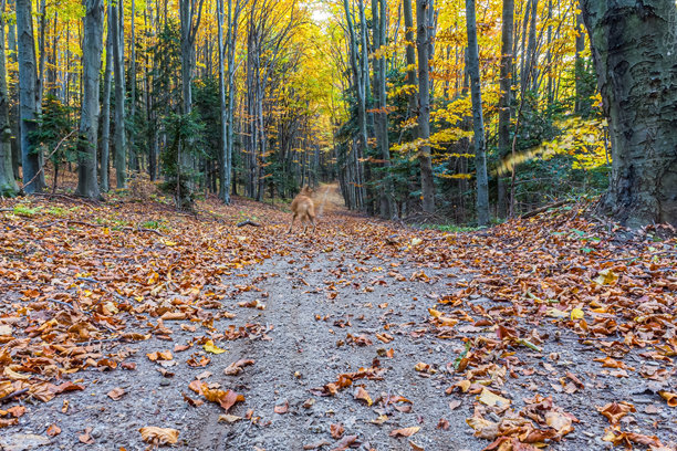 自然风光，森林，喀尔巴阡山，欧洲自然风光照片，东欧图片下载