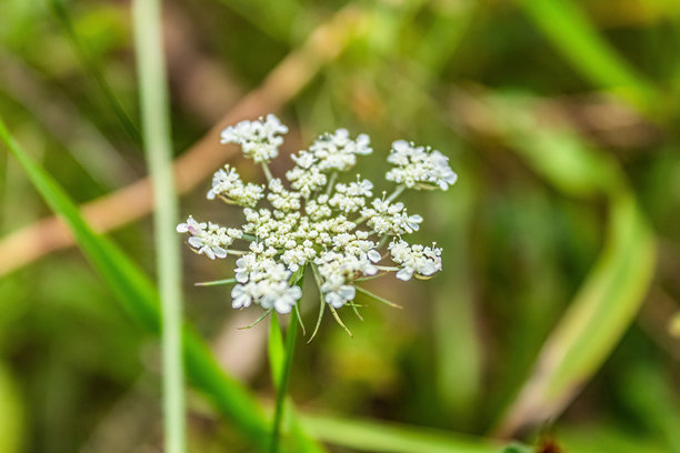 微距照片，动物，自然 - 欧洲，东欧图片下载