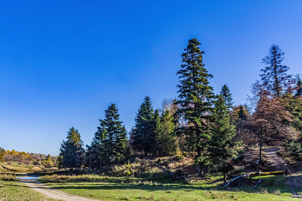 自然风光，森林，喀尔巴阡山，欧洲自然风光照片，东欧图片下载
