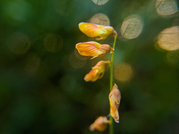 黄色花朵绽放插画图片下载