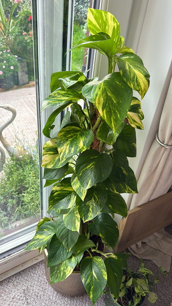 窗边室内盆栽绿萝（Epipremnum aureum）的特写图片，自然光照，绿色和黄色斑驳的叶子，室内植物攀爬在苔藓柱上，黄金葛，锡兰常春藤，毒藤，猎人长袍，聚焦前景图片下载