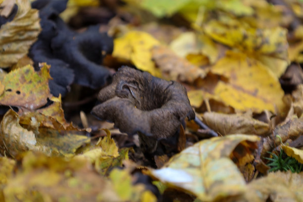 一朵深棕色近乎黑色的蘑菇，形似黑喇叭菇或号角菇，从厚厚的亮黄色落叶地毯下探出。这是一张详细的微距照片，捕捉了森林地表的美丽与隐藏的生命。图片下载