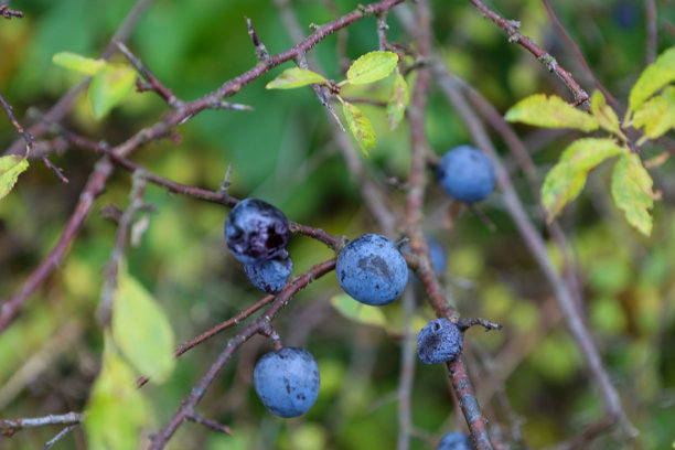 一枝黑棘的枝条，长着小巧、蜡质、深蓝色的浆果，在晚秋时节成熟。这张微距照片突出了带刺的枝条和黄绿色的叶子，传达出秋收和自然为过冬做准备的感觉。图片下载