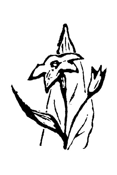 一株开花的烟草植物，展示了详细的花朵和叶子，显示了烟草属的植物学特征，用于农业和科学研究，古老的复古插画，1897年。图片下载