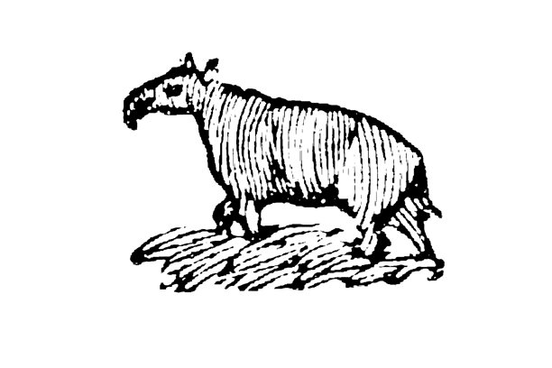 黑白复古插画，一只貘站在草地上，展现出富有纹理和细节的线条绘画风格，老式插画，1897年。图片下载