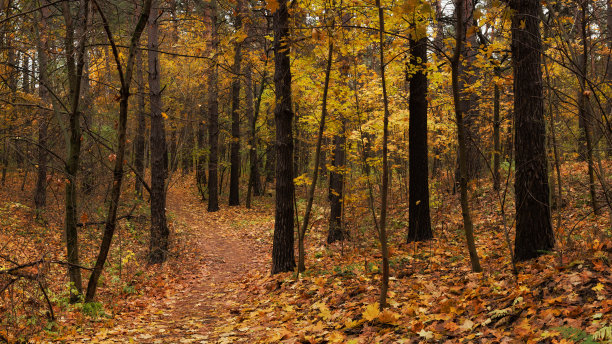 金色秋天。色彩斑斓的落叶公园或枫树林铺满了茂密的落叶。十月鲜艳的黄橙色。16:9格式的自然风景照片。图片下载