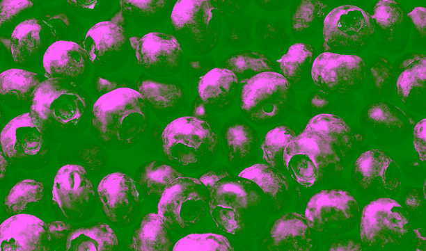 成熟蓝莓收获纹理特写库存照片图片下载