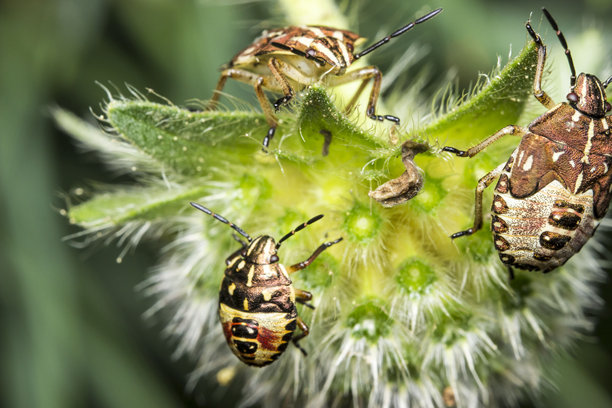 昆虫家庭。野生动物。色彩鲜艳、细节丰富的昆虫微距照片图片下载