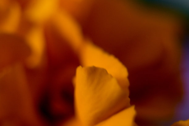 万寿菊花的微距照片图片下载