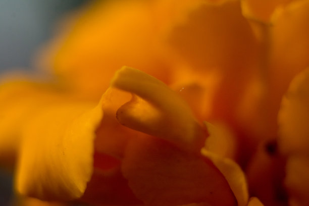 万寿菊花的微距照片。图片下载