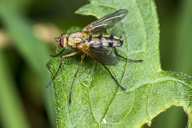 一只苍蝇在模糊的深色背景上，一张色彩鲜艳的昆虫微距照片图片下载