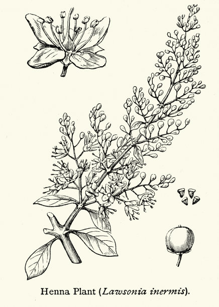 植物学，散沫花（Lawsonia inermis），又称散沫花、散沫花树、香膏树和埃及女贞，是一种开花植物，维多利亚时代19世纪复古插画。图片下载
