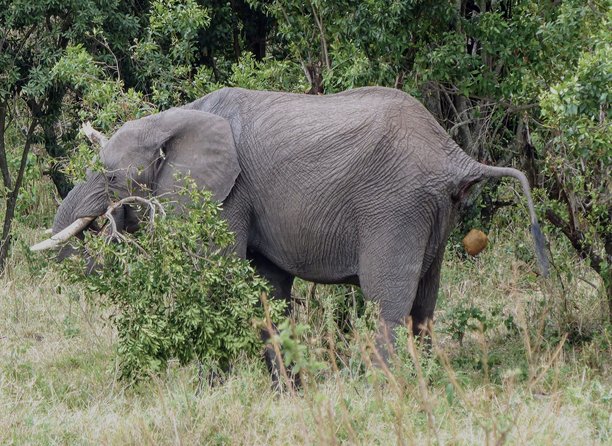 马赛马拉保护区里一只非洲象在排便的独特搞笑照片图片下载