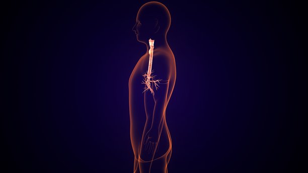 人体甲状腺解剖图。三维插画图片下载