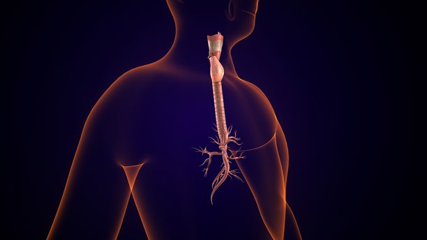 人体甲状腺解剖图。3D插画图片下载