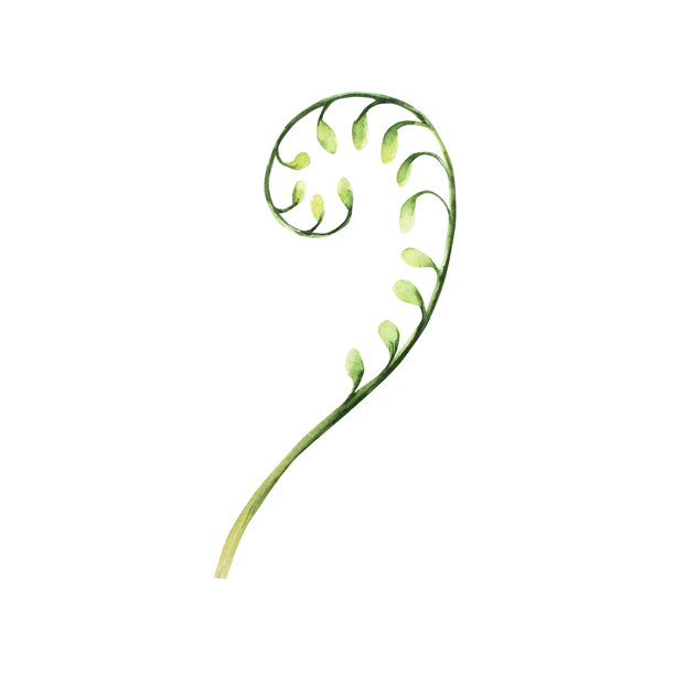 绿色的蕨类植物，卷曲的嫩叶。手绘粉彩水彩风格的绿色藤蔓。透明背景下的孤立植物插画，非常适合热带设计项目。适用于设计师、邀请函、婴儿装饰、明信片、包装等。图片下载