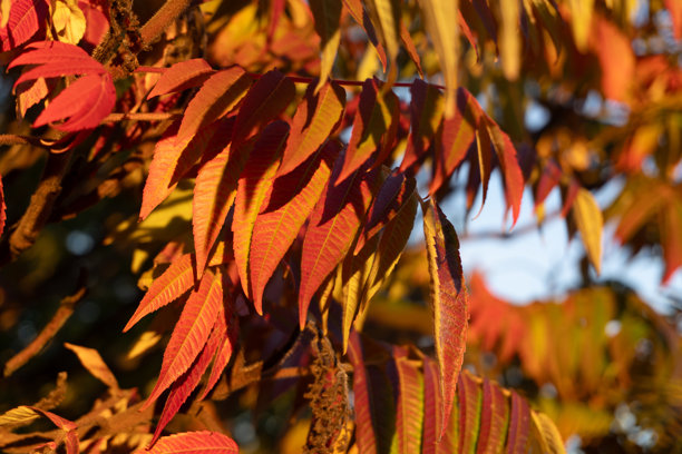 秋季傍晚，漆红、橙黄和金绿色的漆树叶子在柔和的夕阳暖光下闪耀，构成了一幅美丽的栅格照片。图片下载