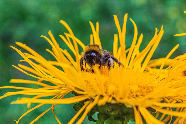 微距照片，动物，自然 - 欧洲，东欧图片下载