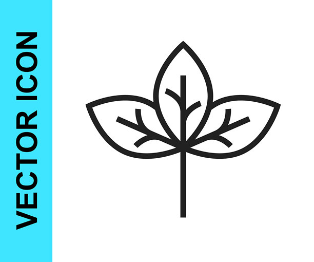 黑色线条叶子图标，孤立在白色背景上。叶子标志。新鲜天然产品符号。矢量图图片下载