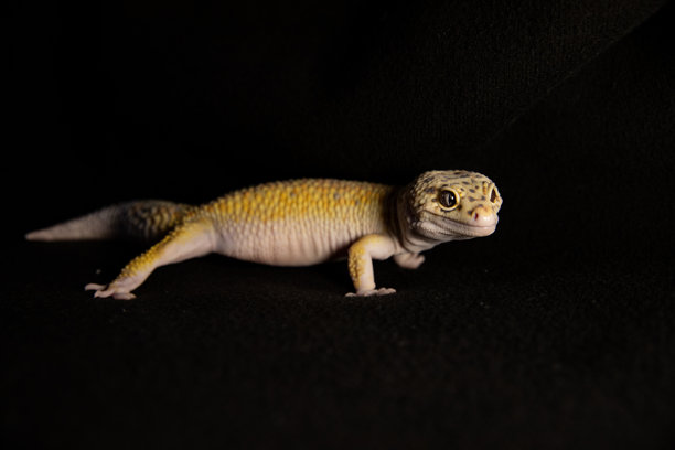 黑天鹅绒背景下的豹纹守宫，动物旁边的微距照片，可供文字放置图片下载