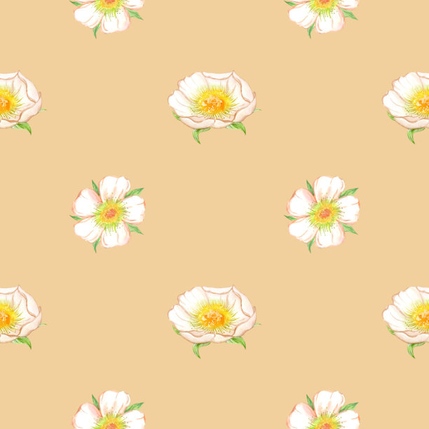 一款精致的白色花卉无缝图案，适用于面料或包装。一个简约而优雅的永恒花卉设计。时尚的手绘水彩插画，用于包装和礼品包装设计。图片下载