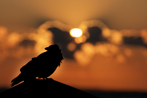 斯堪的纳维亚风格的壮丽日出，海面上波光粼粼，一只美丽的乌鸦坐着欣赏日出。此照片摄于丹麦奥尔堡/唐克罗根，一个初秋的早晨。图片下载