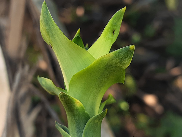 背景柔和的鲜绿色植物叶片特写，适合作为清新自然的图库图片图片下载