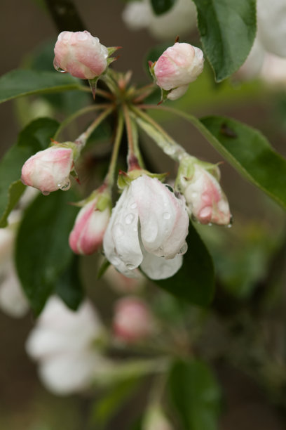 苹果树未开的花蕾，带有水滴，垂直微距照片图片下载