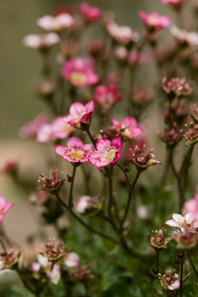 绿叶背景下许多红色小花朵。竖幅照片。微距图片下载