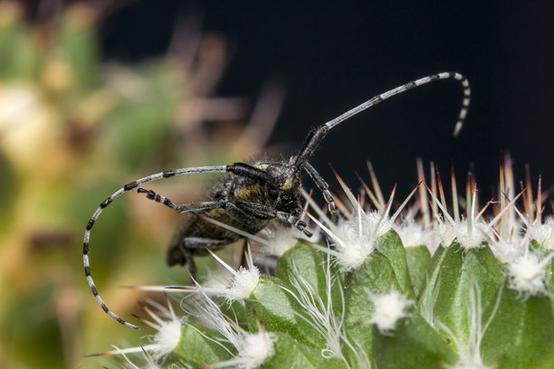 长角甲虫栖息在乳突球属仙人掌上。色彩鲜艳的昆虫细节微距照片，可用作屏保。图片下载