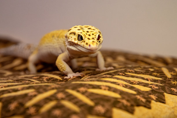 一只室内蜥蜴。豹纹守宫的肖像。睫角守宫的微距照片，旁边有广告文字空间图片下载