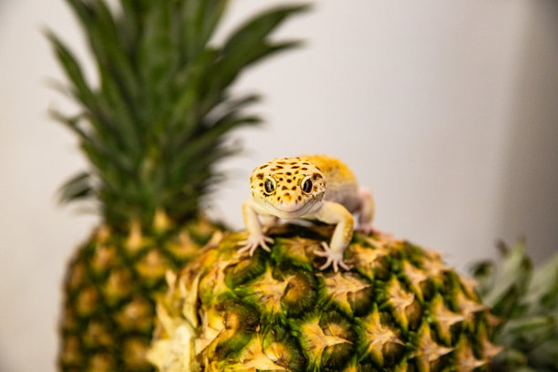 一只可爱的微笑的壁虎趴在菠萝上。这张微距照片展示了一只蜥蜴，旁边还有供广告文字使用的空白空间。图片下载