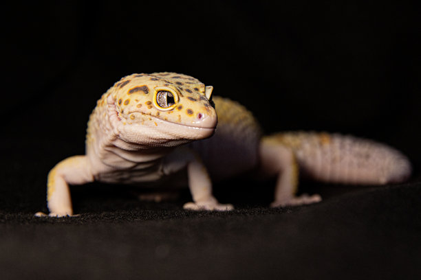 特写伊莱布勒吉虎纹壁虎在黑色背景上，动物旁边的微距照片，可供文字放置图片下载