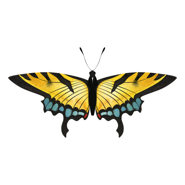 东方虎凤蝶。水彩插画，适合儿童百科全书或关于蝴蝶收藏或昆虫学的文章。用于文具、笔记本、便签本的贴纸或图画。图片下载