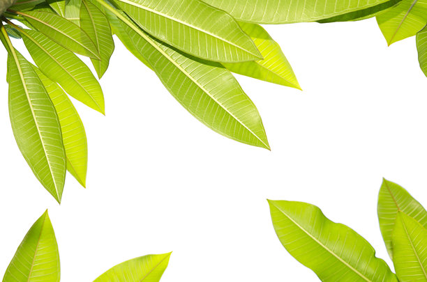 一堆鸡蛋花植物的绿叶，创意排版，留有复制空间，孤立在白色背景上。图片下载