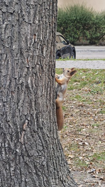 松鼠在公园里爬树干，周围是秋天的落叶。这张图片象征着敏捷、自然以及城市野生动物的活力。图片下载